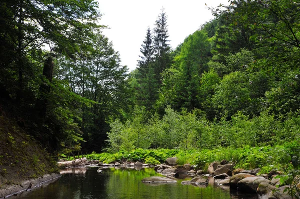 Bir orman akarsu ya da bir göl büyük taşlarla ağaçları arasında.