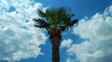 bulutlu bir gökyüzüne karşı palmiye ağacı. 