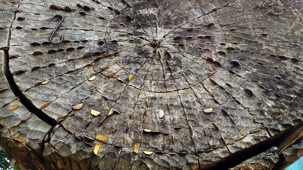 Foto de un tronco de árbol con monedas obstruidas — Foto de Stock