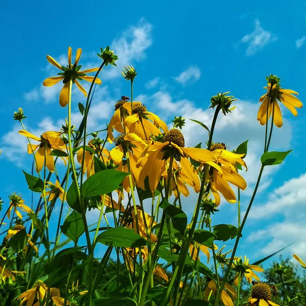 Foto av gula blommor mot en blå himmel — Stockfoto