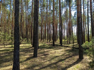 Büyük köknar ve yosunlu fotoğraf ormanı