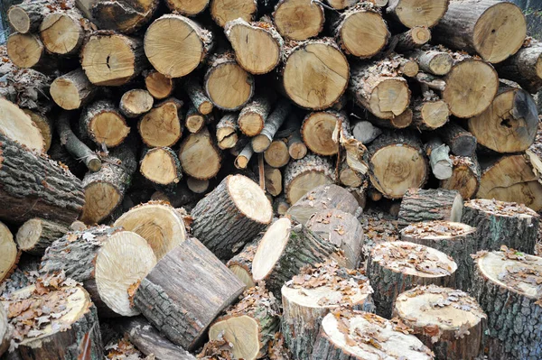 kesik ve istiflenmiş kütük yığını