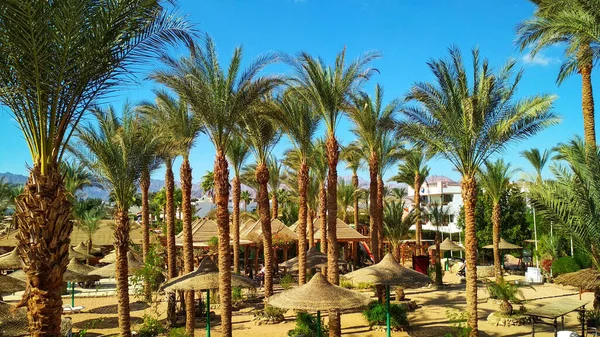 Egypt Beach Palm Trees Yachts Hotels — Stock Photo, Image