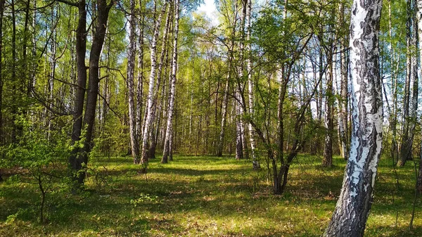 Березовый Лес Красивый Зеленый Лес Лиственными Деревьями — стоковое фото