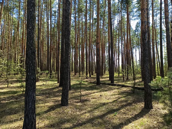 Фотолес Большими Елями Малинами — стоковое фото