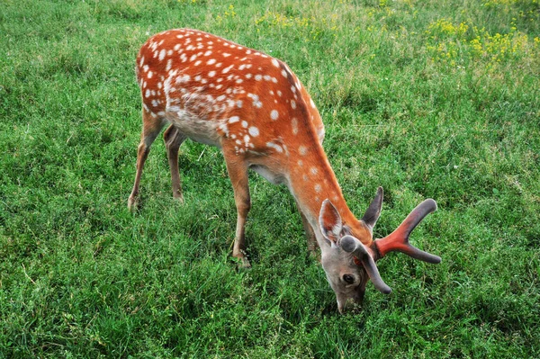 鹿或鹿鹿在野外的绿色草地上 前景展望 — 图库照片