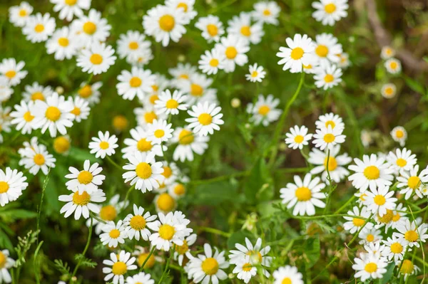 Gänseblümchen Mit Verschwommenem Hintergrund Kamillenfeld Blick Von Oben — Stockfoto