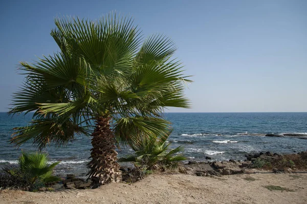 Piękna Palma Tle Morza — Zdjęcie stockowe
