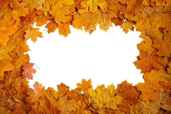 autumn frame of yellow leaves on a white background