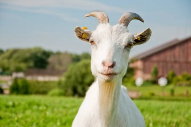 Yakın çekim yaz yeşil çayır alan beyaz keçi portresi