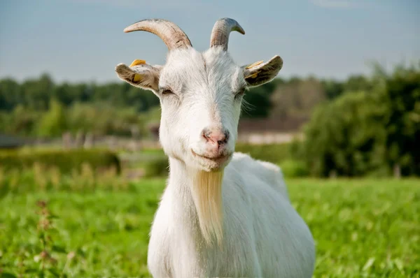 Close Portrait White Goat Green Summer Meadow Field — Stock Photo, Image