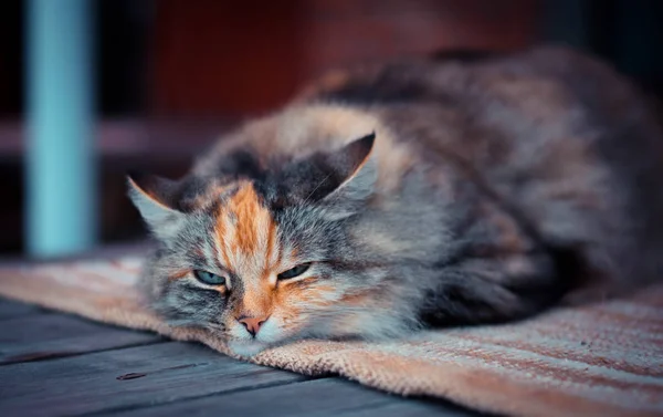 Schwarze Katze Und Schlafenden Hund Katze Und Einen Schlaf