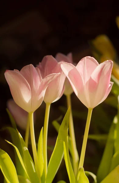 Gentle pink tulips tulips in the light of the sun on a dark background