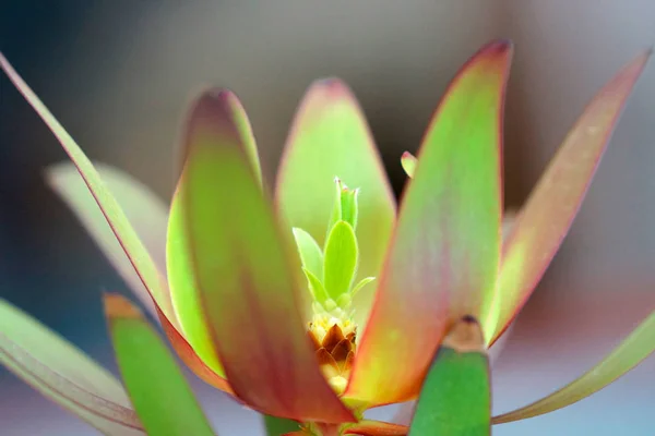 Doğa Çiçek Makro Manzara — Stok fotoğraf