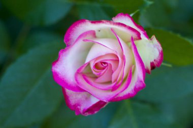 White pink rose bloom