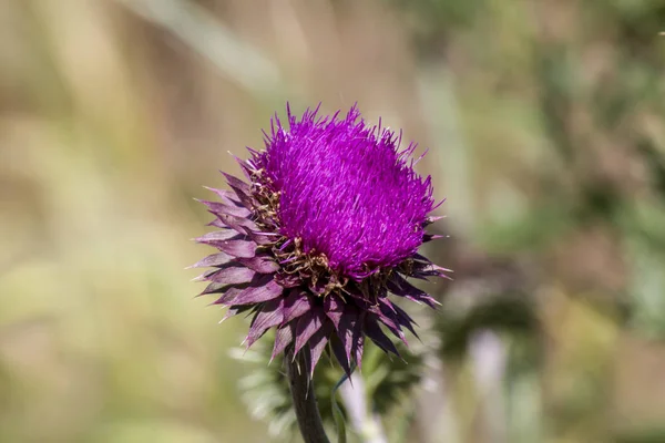Pink thistle bloom in the field