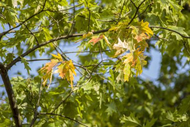 Yeşil ağaçlardaki sarı yapraklar