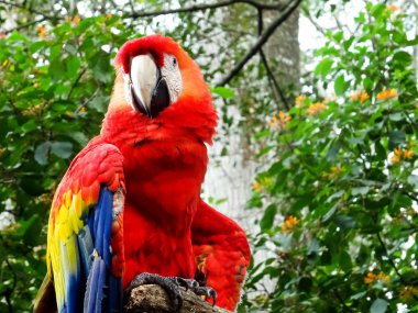 Portraitaufnahme eines roten Ara in Costa Rica  clipart
