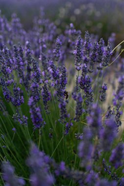 Lavanta tarlaları Gün batımı ışığı ve arılarla