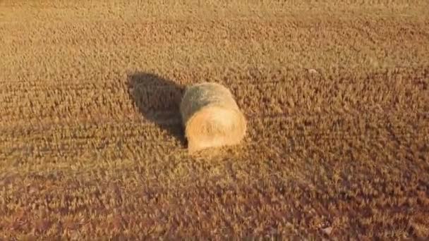 Campos Heno Paja — Vídeos de Stock