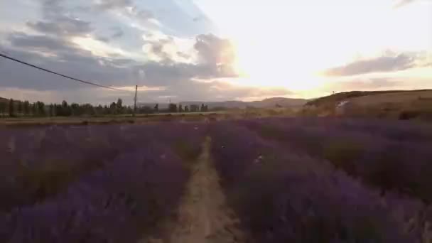 Campos Lavanda Una Puesta Sol — Vídeo de stock