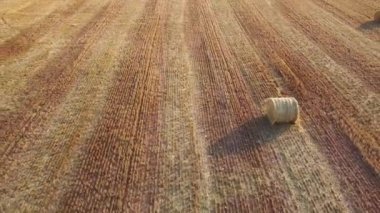 saman ve saman tarlaları