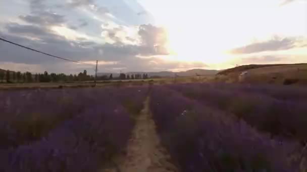 Campos Lavanda Una Puesta Sol — Vídeo de stock