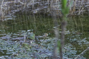 Bitkiler ve suyla gölde kurbağa.