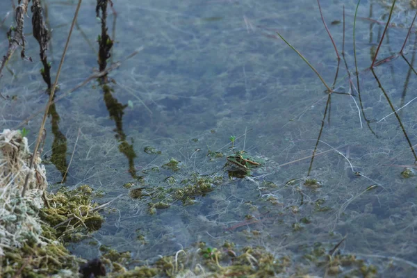 Lago Com Plantas Água — Fotografia de Stock