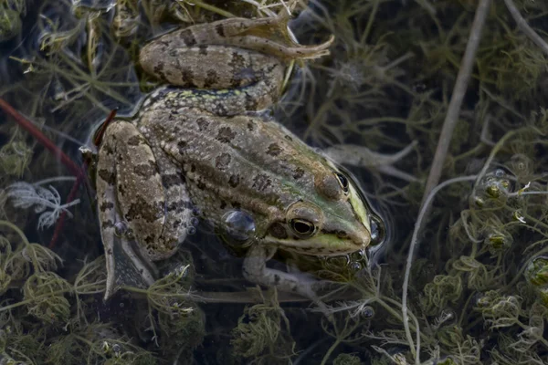 Žába Jezeře Rostlinami Vodou — Stock fotografie