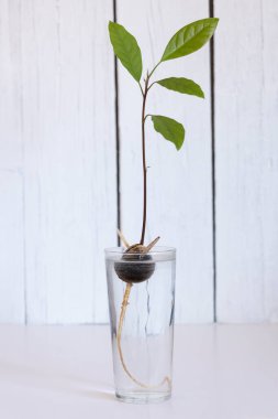 Beyaz arka planı ve yeşil yaprakları olan bir bardak suda filizlenmiş avokado kemiği.