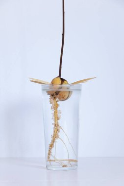 Beyaz arka planı ve yeşil yaprakları olan bir bardak suda filizlenmiş avokado kemiği.