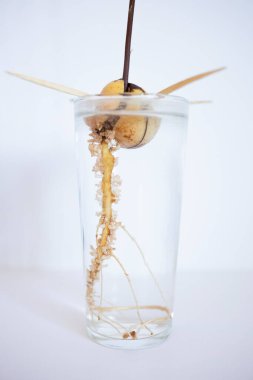 Beyaz arka planı ve yeşil yaprakları olan bir bardak suda filizlenmiş avokado kemiği.