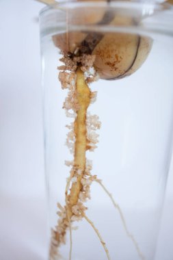 Beyaz arka planı ve yeşil yaprakları olan bir bardak suda filizlenmiş avokado kemiği.