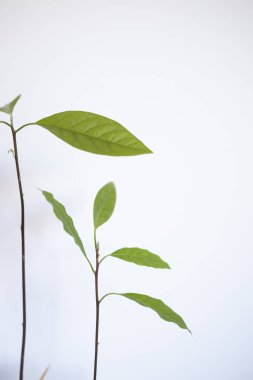 Beyaz arka planı ve yeşil yaprakları olan bir bardak suda filizlenmiş avokado kemiği.