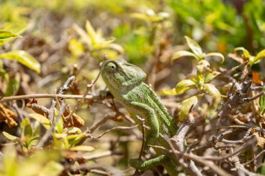 bitkiler ve ağaçlar üzerindeki bukalemun