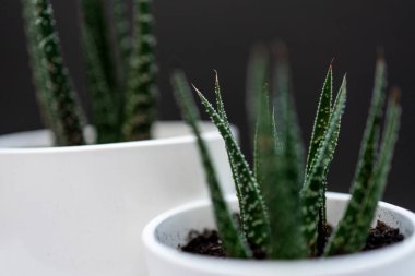 Siyah arka planda beyaz tencerede yeşil ev kaktüsü