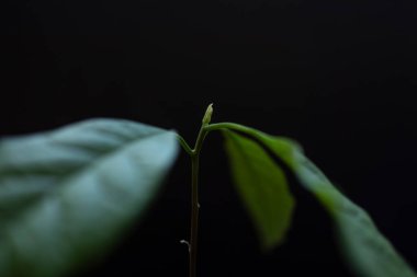 Küçük avokado yaprakları, doğal ışık ve siyah arkaplan ile ev ekimi