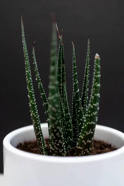Groene Home Cactus Een Witte Pot Zwarte Achtergrond — Stockfoto