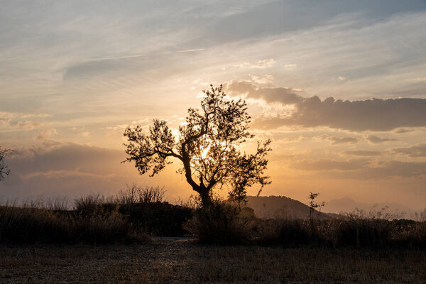 Summer sunset in a landscape of dry plants