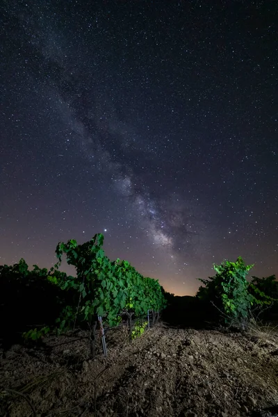 Lattea Vigneto Una Notte Tranquilla Bere Vino — Foto Stock