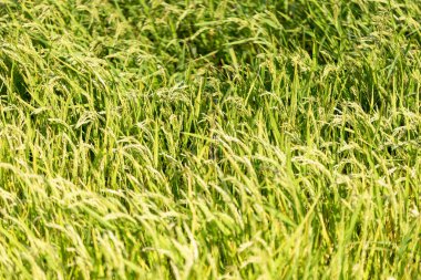 Gün batımında yeşil pirinç tarlalarının manzarası