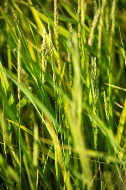Gün batımında yeşil pirinç tarlalarının manzarası