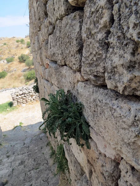 The plant grows on the ancient wall of the fortress, Corinth, Greece