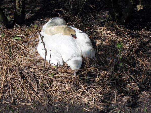 Europa Belgien Westflandern Brügge Weißer Schwan Schläft Einem Gemütlichen Nest — Stockfoto