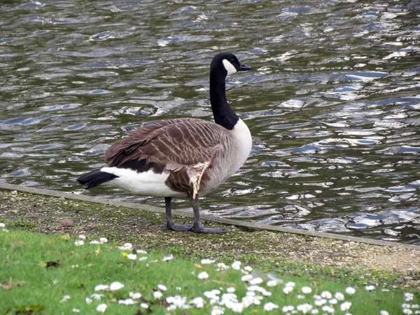 比利时 西佛兰德斯 布鲁日 一只脖子黑色的鸭子站在池塘岸边 — 图库照片