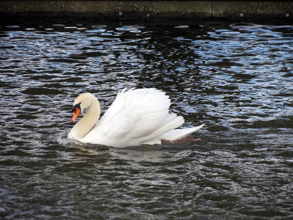 Avrupa, Belçika, West Flanders, Bruges, beyaz kuğu kanalda yüzen