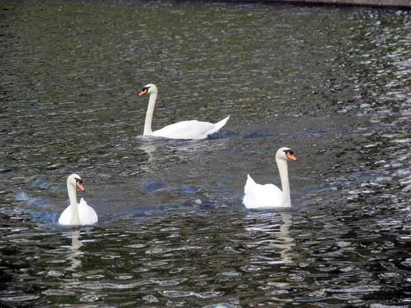 Europa Bélgica Flandres Ocidental Bruges Três Cisnes Flutuando Canal Primavera — Fotografia de Stock
