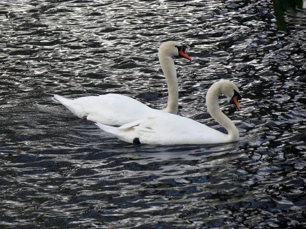 Europe Belgique Flandre Occidentale Bruges Une Paire Beaux Cygnes Amoureux — Photo