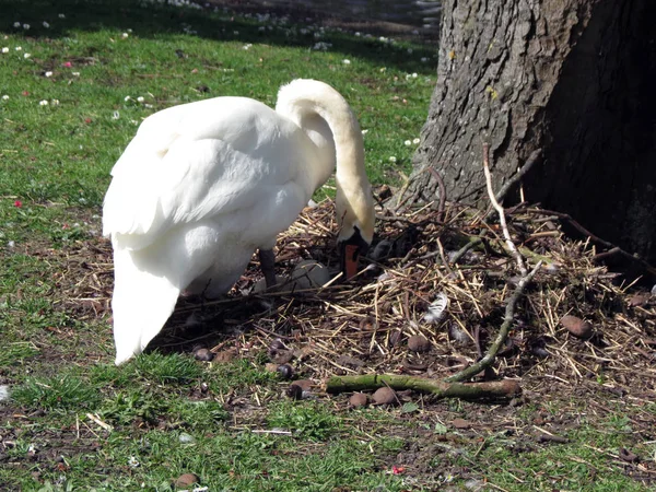 Europe Belgique Flandre Occidentale Bruges Cygne Blanc Soucient Avenir Progéniture — Photo